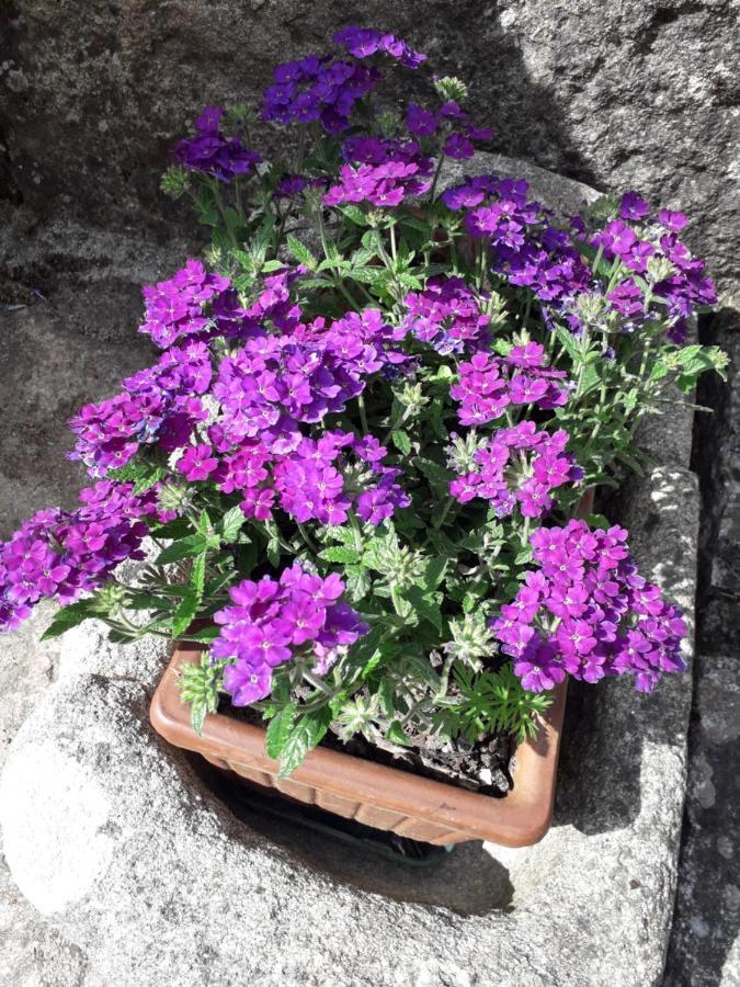 Pensjonat Casa Estarque Gondomar Zewnętrze zdjęcie